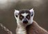 Madagascar